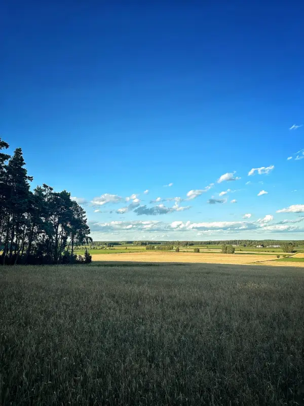 Panorama pól o zmierzchu, sylwetki sosen