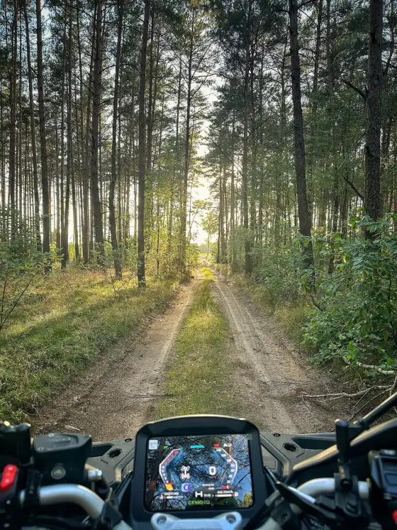 Leśny trakt między sosnami, słońce na końcu