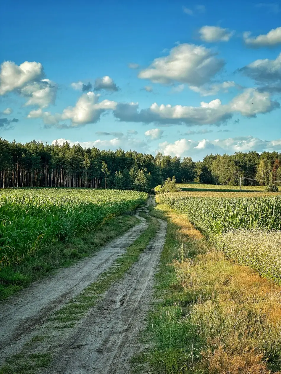 Piaszczysty dukt między polem kukurydzy a gryką, ściana lasu w tle — teren z tej trasy pod Przasnyszem